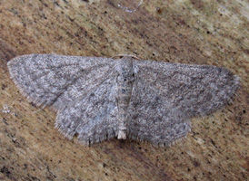 Drab Brown Wave